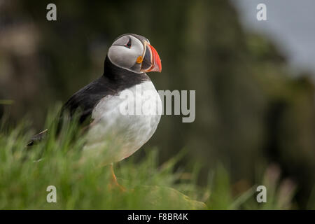 Papageientaucher, Island, Latrabjarg Klippe Stockfoto