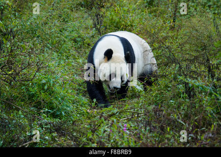 Panda Ailuropoda Melanoleuca Bifengxia Panda Base Sichuan Provinz China MA003078 Stockfoto