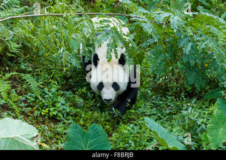 Panda Ailuropoda Melanoleuca Bifengxia Panda Base Sichuan Provinz China MA003079 Stockfoto