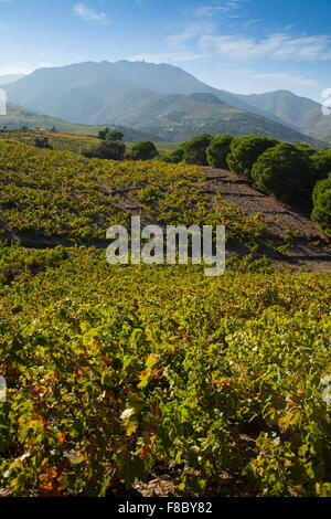 Mit Blick auf die Hügel von Madeloc über Weinberge, in der Nähe von Banyuls-Sur-Mer Südfrankreich. Stockfoto