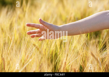 Frau Hand berührt Ähren. Weizenfeld. Geringe Schärfentiefe. Selektiven Fokus. Stockfoto