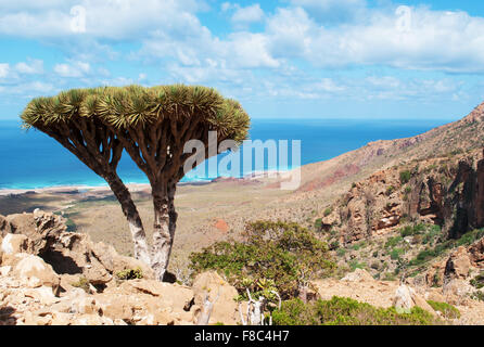 Socotra Island, Yemen, Naher Osten: Drachenblut Bäume in den geschützten Bereich von homhil Plateau, Golf von Aden, Arabisches Meer, einzigartige Biodiversität Stockfoto