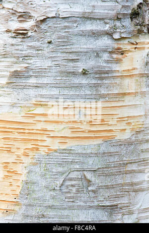 Betula X fetisowii. Silver Birch Baumrinde Stockfoto