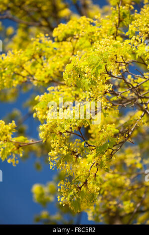 Blühenden Ahorn schießt Makro, lebendige grüne Pflanze junge Blätter und Blütenstände auf dem sonnigen blauen Himmel Natur detail Stockfoto