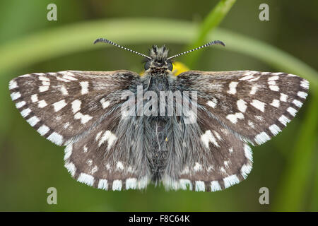 Ergrauten Skipper (Pyrgus Malvae) Schmetterling mit offenen Flügeln und Oberseite sichtbar Stockfoto