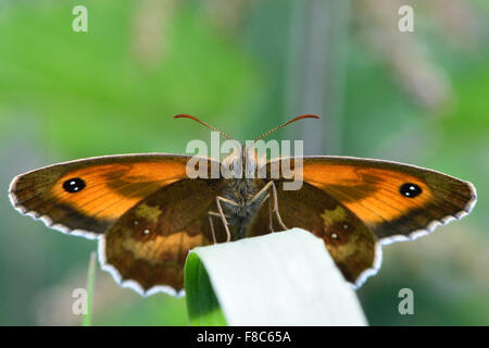 Gatekeeper (Pyronia Tithonus) Schmetterling mit Unterseite sichtbar (männlich) Stockfoto