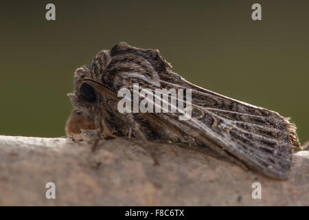 Gefiederten gotische Motte (Tholera Decimalis) Stockfoto