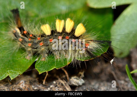 Vapourer Motte (Orgyia Antiqua) Raupe, voll gewachsen und bereit zu verpuppen Stockfoto