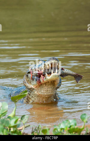 Yacare Kaiman (Caiman Yacare) verschlingt ein Fisch, Cuiaba River, Pantanal, Brasilien Stockfoto