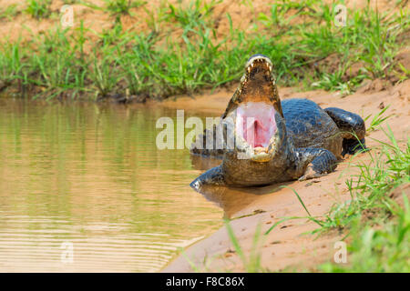 Yacare Caiman mit offenem Mund, Cuiaba Fluss, Pantanal, Brasilien Stockfoto