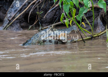 Yacare Kaiman (Caiman Yacare) verschlingt ein Fisch, Cuiaba River, Pantanal, Brasilien Stockfoto