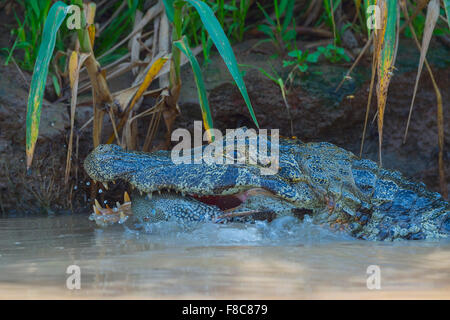 Yacare Kaiman (Caiman Yacare) verschlingt ein Fisch, Cuiaba River, Pantanal, Brasilien Stockfoto