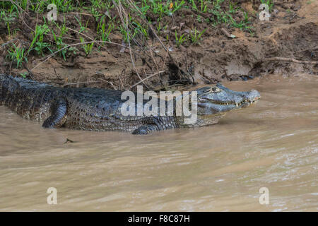 Yacare Kaiman (Caiman Yacare) im Wasser, Fluss Cuiaba, Pantanal, Brasilien Stockfoto