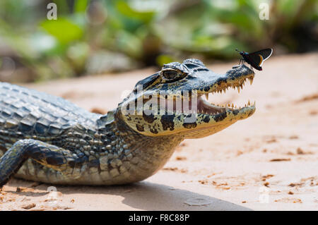 Junge Yacare Kaiman (Caiman Yacare) mit einem Schmetterling auf seiner Nase, Cuiaba Fluss, Pantanal, Brasilien Stockfoto