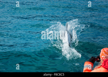 Springende Delfine im Meer, die Menschen vom Boot aus zu fotografieren. Island Stockfoto