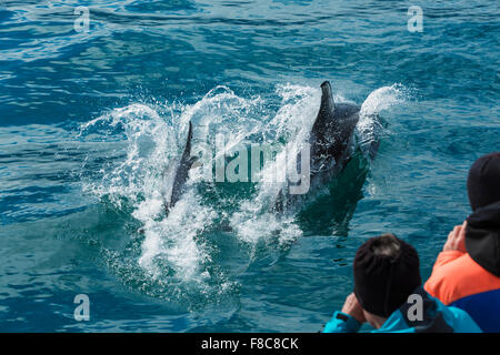 Springende Delfine im Meer, die Menschen vom Boot aus zu fotografieren. Island Stockfoto