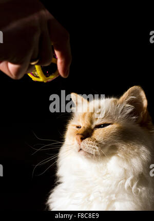 Red-Point Birma Katze Stockfoto