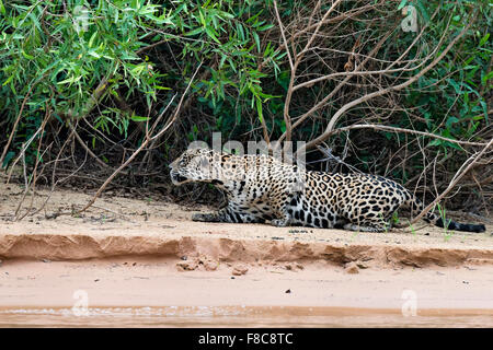 Jaguar (Panthera Onca) stalking, Cuiaba Fluss, Pantanal, Mato Grosso, Brasilien Stockfoto