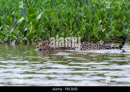 Jaguar (Panthera Onca) im Wasser, Cuiaba Fluss, Pantanal, Mato Grosso, Brasilien Stockfoto