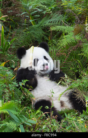 Junge giant Panda (Ailuropoda Melanoleuca), China Conservation and Research Centre im Alter von zwei Jahren für die großen Pandas, Chengdu, Stockfoto