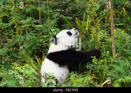 Junge giant Panda (Ailuropoda Melanoleuca), China Conservation and Research Centre im Alter von zwei Jahren für die großen Pandas, Chengdu,