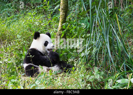 Junge giant Panda (Ailuropoda Melanoleuca), China Conservation and Research Centre im Alter von zwei Jahren für die großen Pandas, Chengdu, Stockfoto