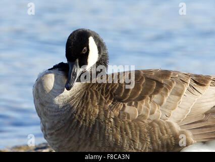 Schönes Foto von schüchtern Kanadagans am See Stockfoto