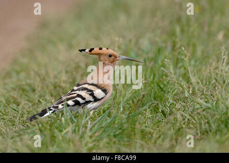 Eurasischer Wiedehopf (Upupa epops) auf dem Boden im Gras sitzend, typische Aussicht, Tierwelt, Europa. Stockfoto