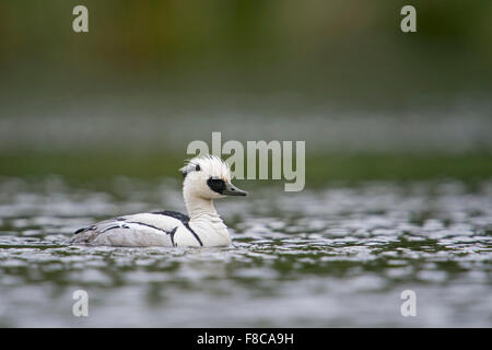 Männliche Zwergsäger / Zwergsaeger (Mergellus Albellus) schwimmt in der Nähe von auf offenen Gewässern. Stockfoto