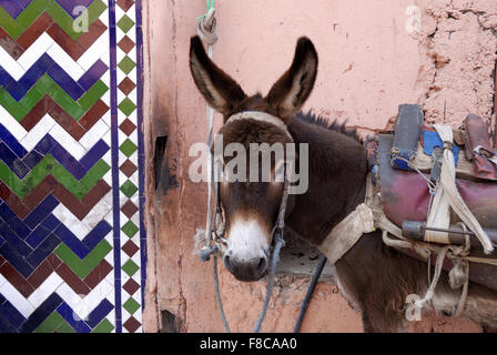 Marrakesch, Marokko, urban Esel in einer kleinen Straße Stockfoto