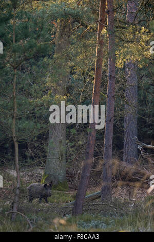 Wildschwein / Wildschwein / Wildschwein ( Sus scrofa ) in sicherer Entfernung in seinem natürlichen Lebensraum, Wildtiere, Europa. Stockfoto