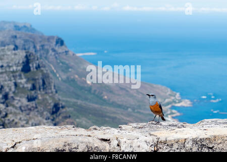 Sentinel Rock-Drossel auf dem Tafelberg Stockfoto