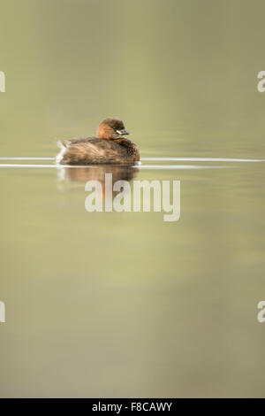 Einsame Zwergtaucher / Zwergtaucher (Tachybaptus Ruficollis) in ruhigen, schön gefärbte Wasser schwimmt. Stockfoto