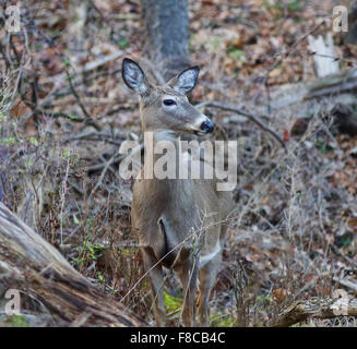 Bild mit schönen hellwach Reh im Wald Stockfoto