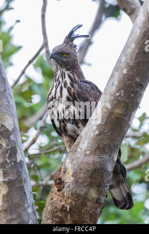 Ein crested Falke-Adler in Bandhavgarh, Indien Stockfoto