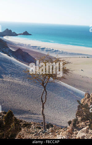 Das Naturschutzgebiet von Qalansia Strand, Golf von Aden, Arabisches Meer, Insel Sokotra, Jemen, Nahost, einzigartige Artenvielfalt Stockfoto