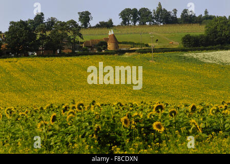 Sonnenblumenfeld und Oast House in der Nähe von Lamberhurst. Kent. England. UK Stockfoto