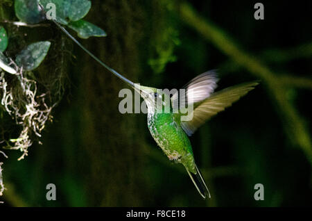 Schwert-billed Kolibri (Ensifera Ensifera) aus der Yanacocha Reserve in der Nähe von Quito, Ecuador. Stockfoto