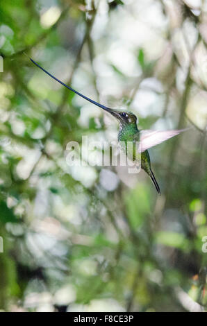 Schwert-billed Kolibri (Ensifera Ensifera) aus der Yanacocha Reserve in der Nähe von Quito, Ecuador. Stockfoto