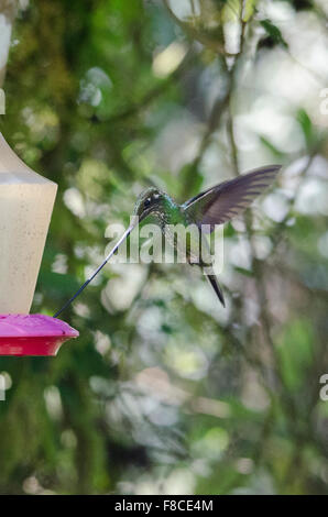 Schwert-billed Kolibri (Ensifera Ensifera) aus der Yanacocha Reserve in der Nähe von Quito, Ecuador. Stockfoto