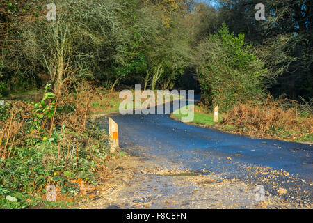 Engen, gewundenen Landstraße in den New Forest, Hampshire, gebadet im Winter die Sonne. Stockfoto