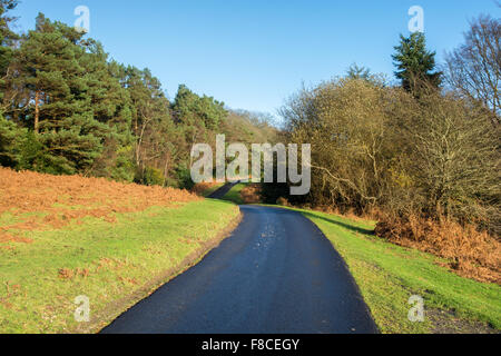 Engen, gewundenen Landstraße in den New Forest, Hampshire, gebadet im Winter die Sonne. Stockfoto