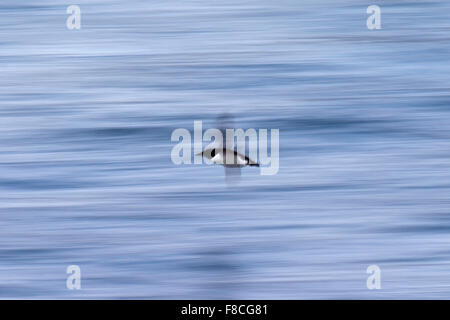 Dick-billed Murre / Brünnichs Guillemot (Uria Lomvia) während des Fluges über dem Meerwasser, ursprünglich aus der nördlichen Hemisphäre Stockfoto