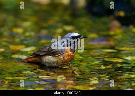 Gemeinsamen Gartenrotschwänze (Phoenicurus Phoenicurus) männlich im flachen Wasser Baden Stockfoto