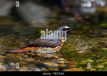 Gemeinsamen Gartenrotschwänze (Phoenicurus Phoenicurus) männlich im flachen Wasser Baden Stockfoto