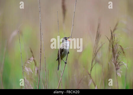 Große Reed Warbler (Acrocephalus Arundinaceus) männlichen Gesang aus Schilf Stamm in Schilfbeetes im Frühjahr Stockfoto