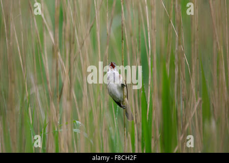 Große Reed Warbler (Acrocephalus Arundinaceus) männlichen Gesang aus Schilf Stamm in Schilfbeetes im Frühjahr Stockfoto