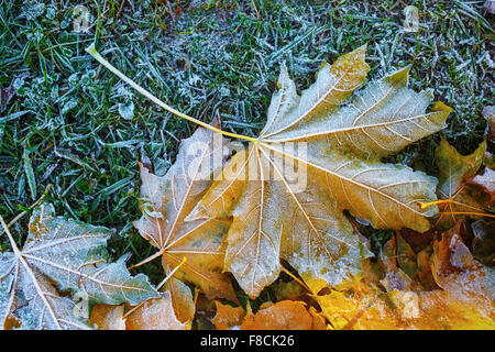 Ersten Frost auf den Ahorn Blätter und Rasen. Raureif und Laub. Stockfoto