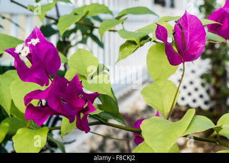 Bougainvillea in der Nähe von einem weißen Zaun in Christiansted, St. Croix, US Virgin Islands. Stockfoto