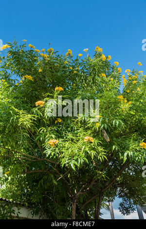 Ginger Thomas, Tacoma Stans, einen Baum mit gelben Trompete geformte Blüten wachsen auf St. Croix, Amerikanische Jungferninseln. Stockfoto